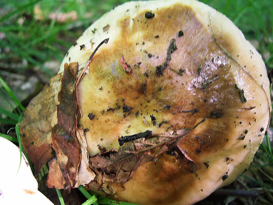 Russula foetens.